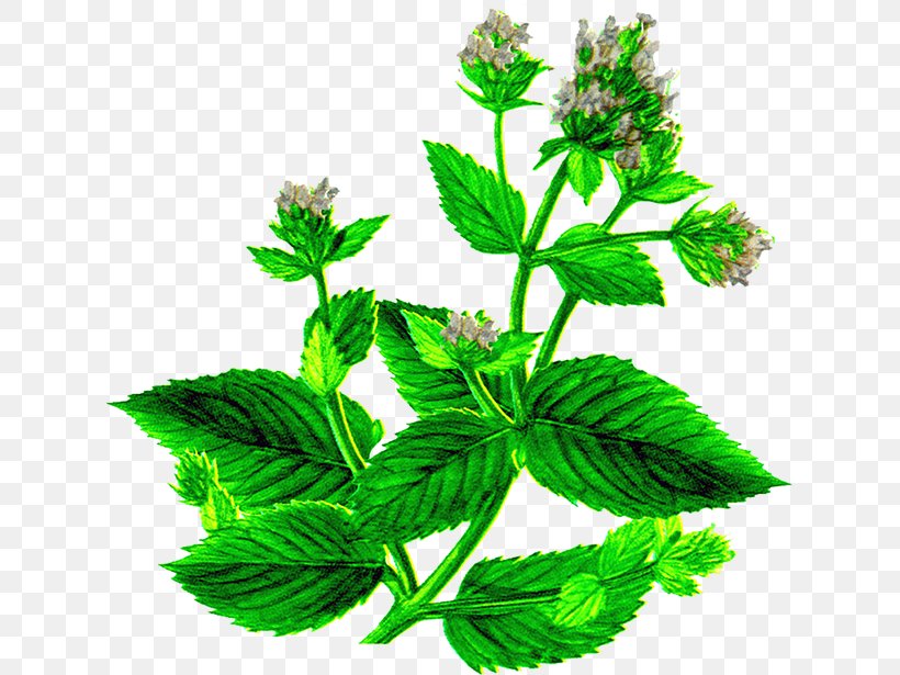 Lotion Lemon Balm Peppermint Spearmint Menthol, PNG, 625x615px, Lotion, Herb, Herbal, Herbalism, Leaf Download Free