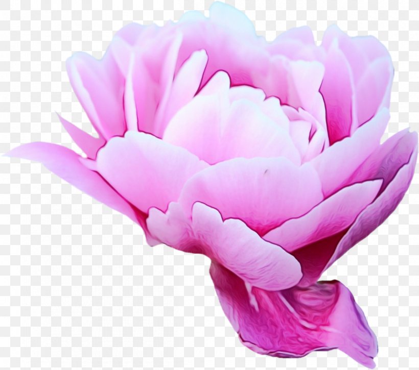 Petal Pink Flower Plant Flowering Plant, PNG, 1200x1062px, Watercolor, Chinese Peony, Cut Flowers, Flower, Flowering Plant Download Free