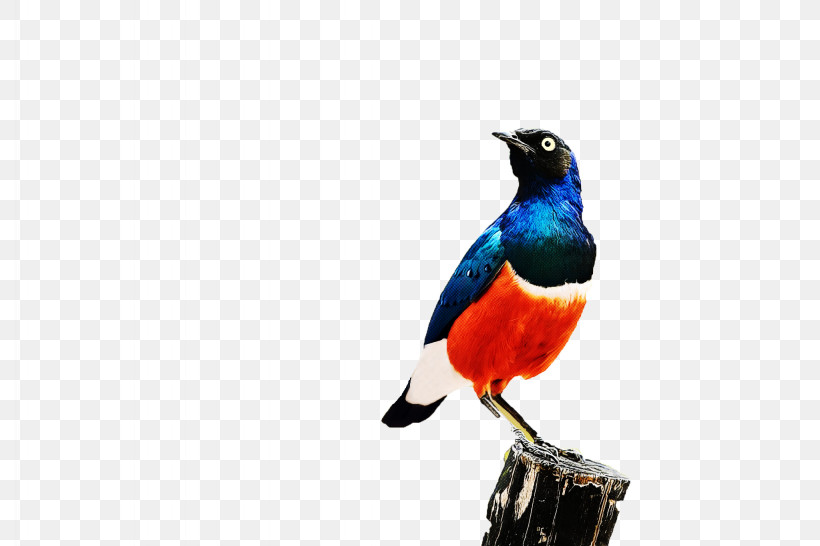 Bird Beak Perching Bird, PNG, 2048x1365px, Bird, Beak, Perching Bird Download Free
