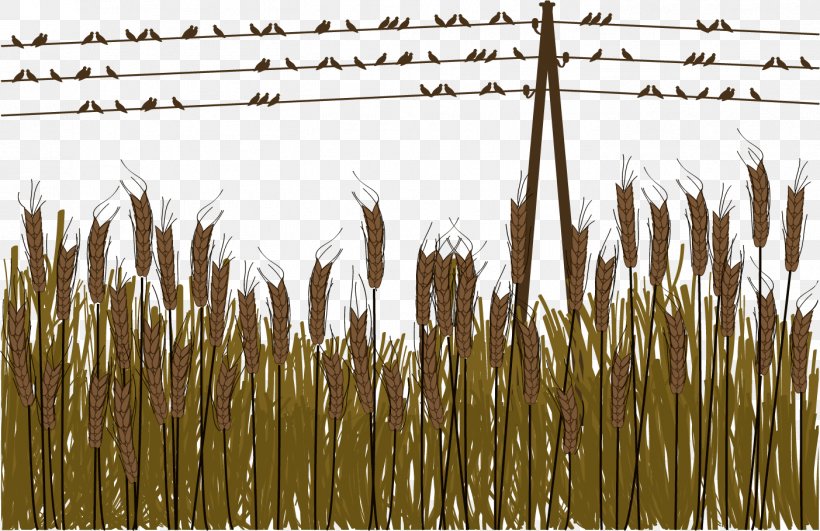 Download, PNG, 1403x910px, Electrical Cable, Commodity, Food Grain, Grass, Grass Family Download Free