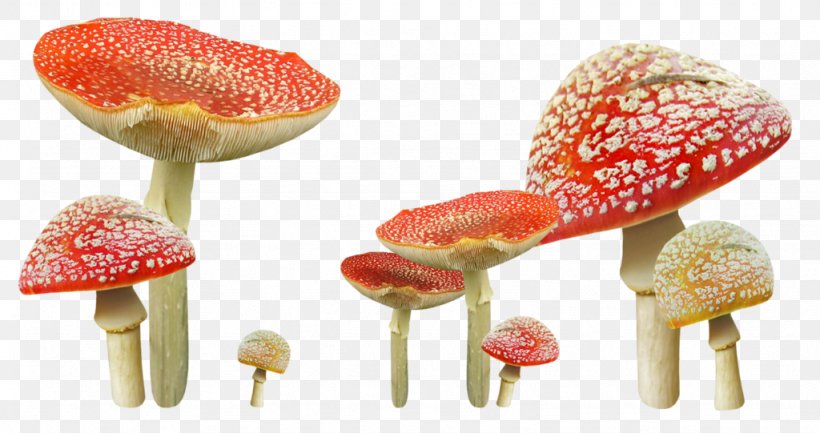 Edible Mushroom Autumn Fungus, PNG, 1024x541px, Mushroom, Autumn, Blog, Chanterelle, Common Mushroom Download Free