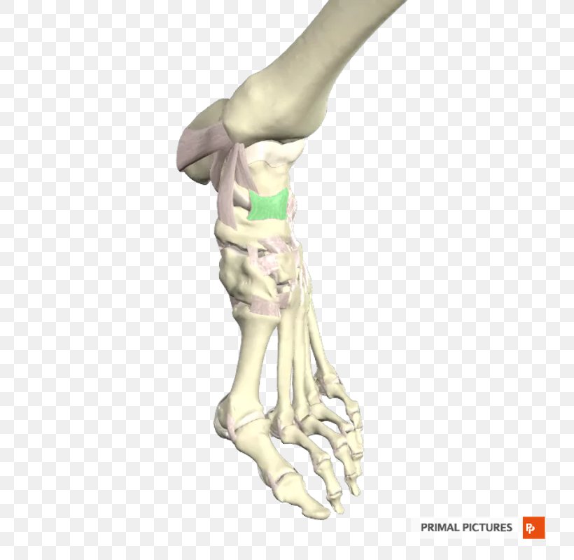 Figurine H&M, PNG, 800x800px, Figurine, Arm, Bone, Hand, Jaw Download Free