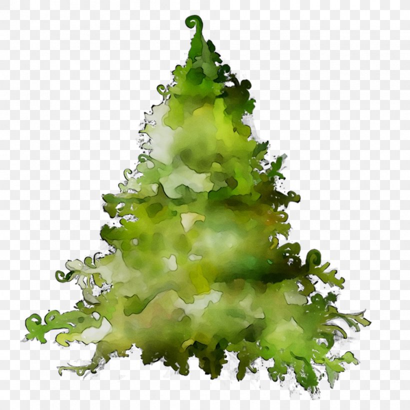 Greens Pine Family, PNG, 1008x1008px, Greens, Christmas Decoration, Christmas Tree, Conifer, Fir Download Free