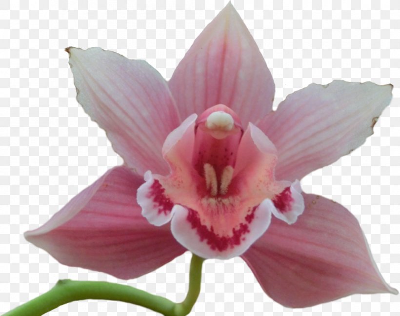 Orchids Flower Clip Art, PNG, 1006x795px, Orchids, Cattleya, Cattleya Orchids, Dendrobium, Flower Download Free