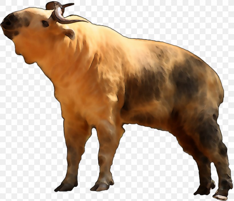 Takin Internet Media Type Wiki MIME, PNG, 1000x863px, Takin, Bull, Cattle Like Mammal, Cow Goat Family, Dairy Cattle Download Free