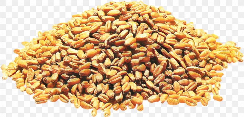 Wheat Cartoon, PNG, 1000x480px, Cereal Germ, Barley, Cereal, Cuisine, Dish Download Free