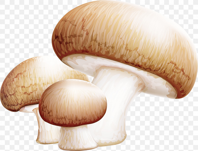 Agaricus Bisporus Agaricomycetes King Trumpet Mushroom Mushroom Medicinal Fungi, PNG, 2309x1760px, Agaricus Bisporus, Agaricomycetes, Agaricus, Medicinal Fungi, Mushroom Download Free