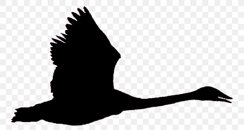 Bird Goose Black Swan Trumpeter Swan Flight, PNG, 773x438px, Bird, Anatidae, Beak, Black And White, Black Swan Download Free