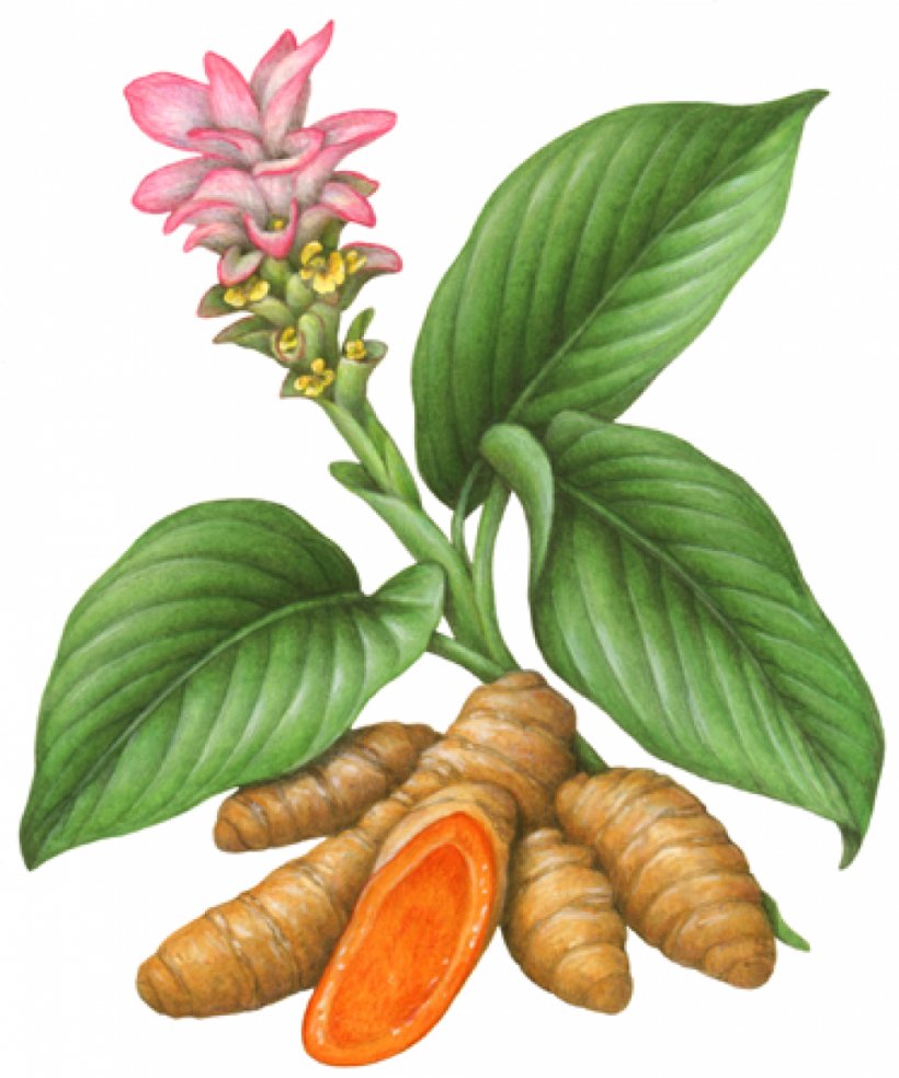 Turmeric Plant Herb Botanical Illustration, PNG, 978x1174px, Turmeric, Botanical Illustration, Botany, Commodity, Flower Download Free