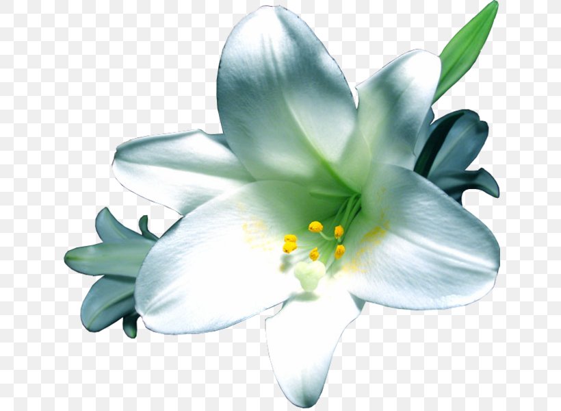 Flower Lilium, PNG, 642x600px, Flower, Animation, Blog, Couple, Flowering Plant Download Free