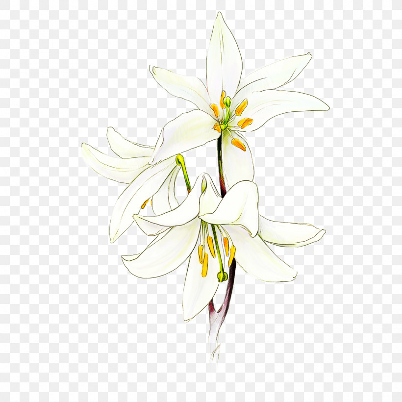 Flower White Plant Petal Pedicel, PNG, 1280x1280px, Flower, Amaryllis Belladonna, Amaryllis Family, Columbine, Crinum Download Free
