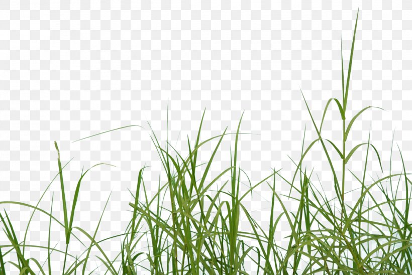 Icon, PNG, 2242x1500px, Grass, Energy, Grass Family, Grasses, Green Download Free