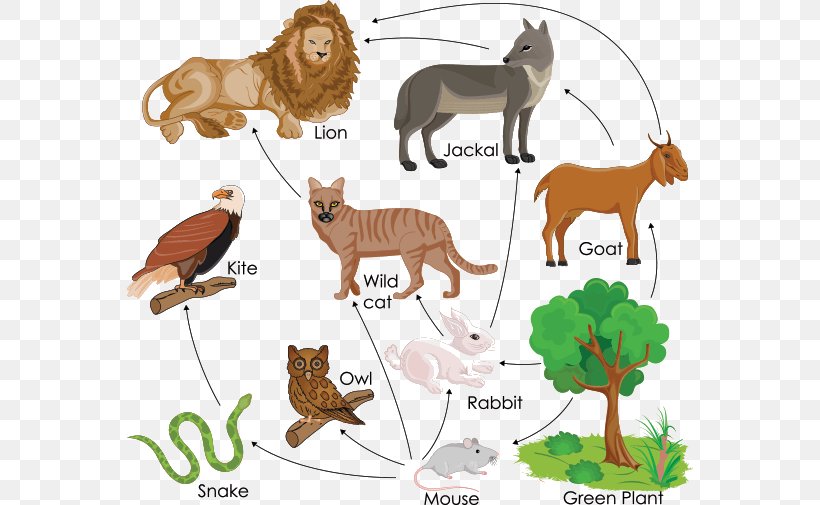 Lake And Pond Food Webs In Action What Is A Food Chain?, PNG, 566x505px, Food Chain, Animal, Animal Figure, Big Cats, Carnivoran Download Free