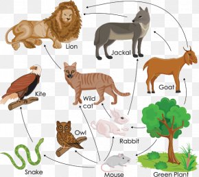 Amazon Rainforest Consumer Food Chain Primary Producers Ecosystem Png 1117x504px Amazon Rainforest Consumer Ecology Ecosystem Ecosystem Ecology Download Free