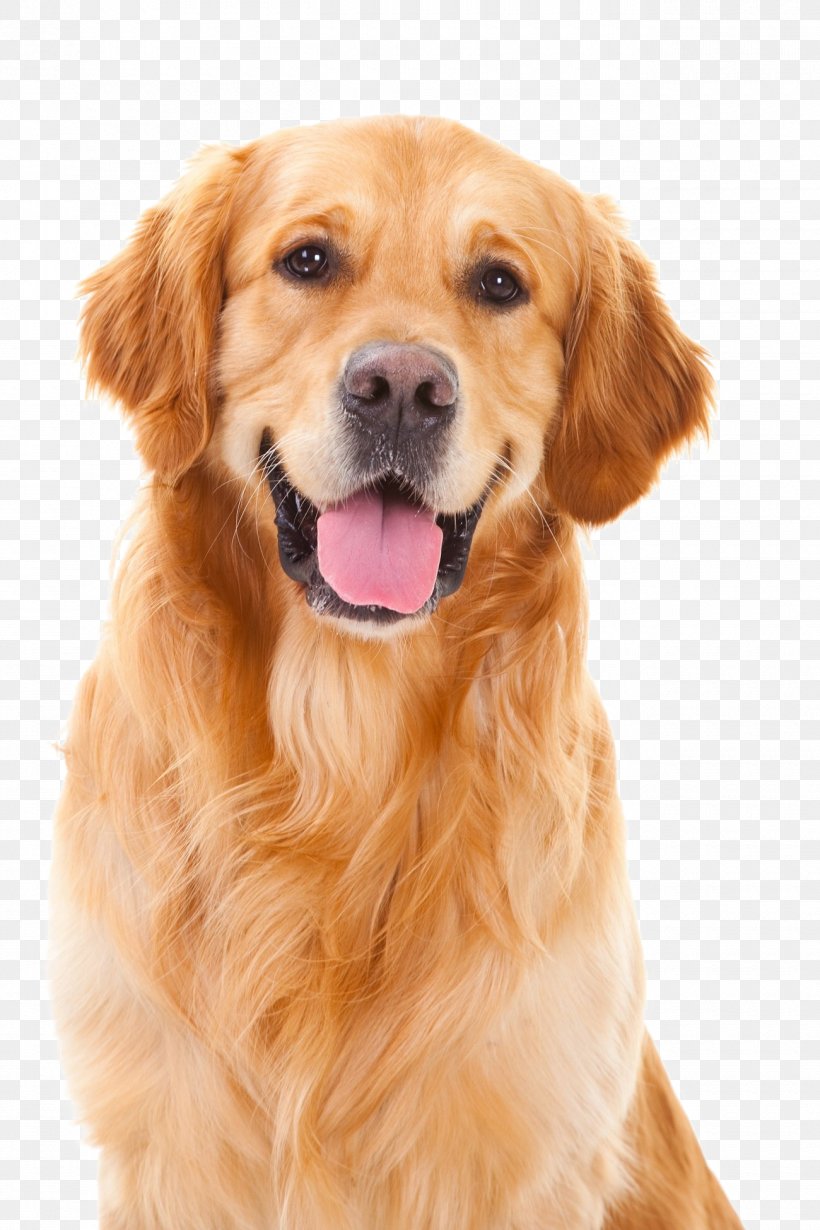 Puppy Pet Golden Retriever Dog Training Collar, PNG, 1300x1950px, Puppy, Carnivoran, Collar, Companion Dog, Dog Download Free