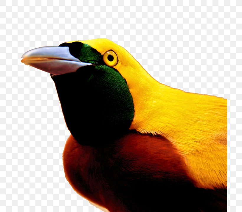 Toucan Bird-of-paradise Beak Feather, PNG, 720x720px, Toucan, Beak, Bird, Birdofparadise, Close Up Download Free