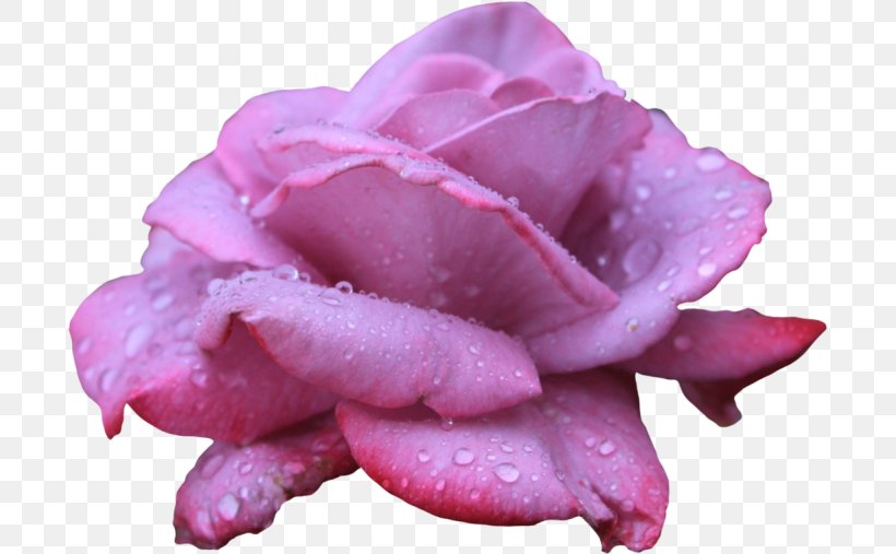 Beach Rose Flower Desktop Wallpaper Clip Art, PNG, 700x507px, Beach Rose, Blue, Close Up, Flower, Flowering Plant Download Free