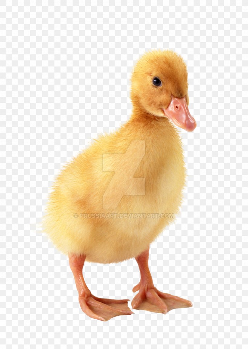 Duckling Duckling Baby Duckling, PNG, 900x1268px, Duck, Baby Duckling, Beak, Bird, Duckling Duckling Download Free