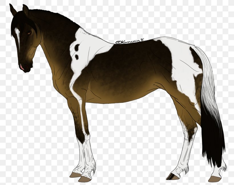 Mane Foal Stallion Rein Western Pleasure, PNG, 800x648px, Mane, Bridle, Colt, Equestrian Sport, Foal Download Free