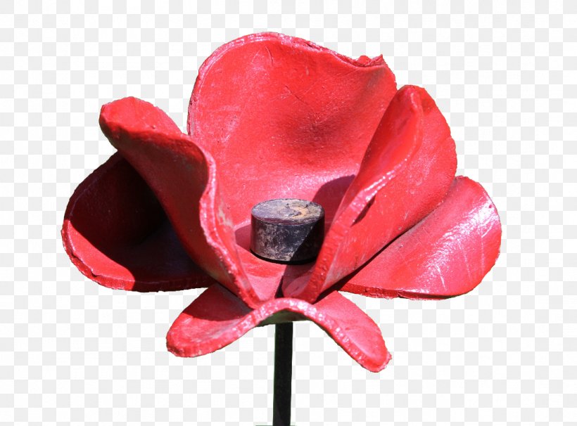 Poppy Widecombe-in-the-Moor First World War Blood Swept Lands And Seas Of Red In Flanders Fields, PNG, 1099x813px, Poppy, Blood Swept Lands And Seas Of Red, Brother, Cut Flowers, Family Download Free