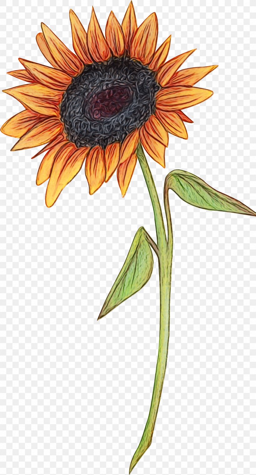 Sunflower, PNG, 1024x1902px, Watercolor, Flower, Flowering Plant, Paint, Petal Download Free