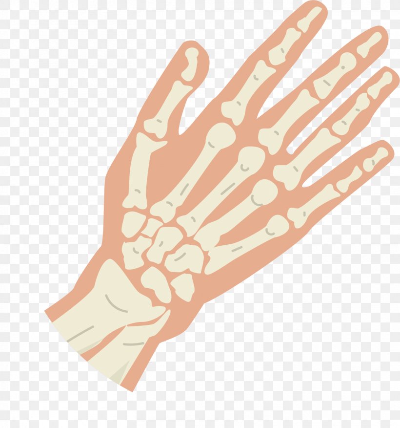 Thumb Bone Hand Knuckle, PNG, 1514x1619px, Thumb, Arm, Bone, Digit, Finger Download Free