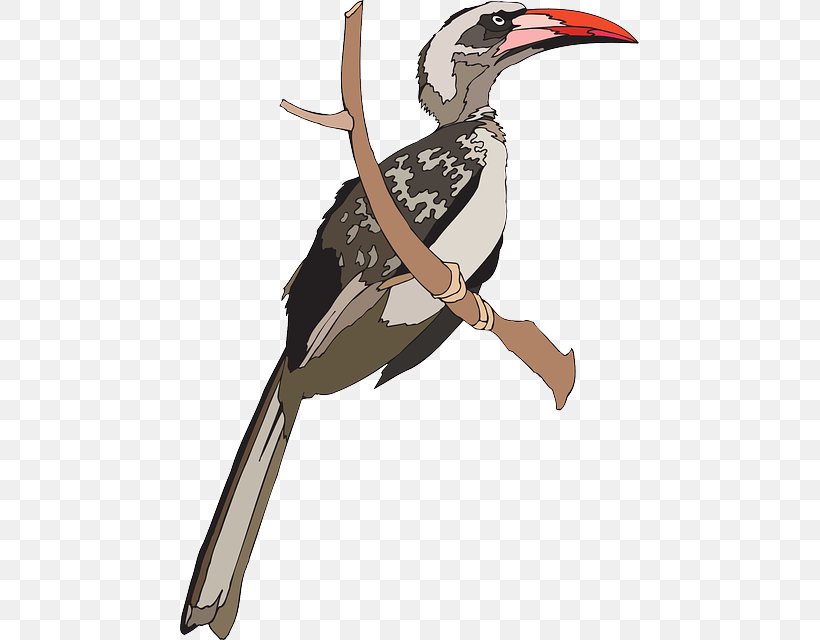 Indian Grey Hornbill Bird Great Hornbill Clip Art, PNG, 459x640px, Hornbill, African Grey Hornbill, Animaatio, Art, Beak Download Free