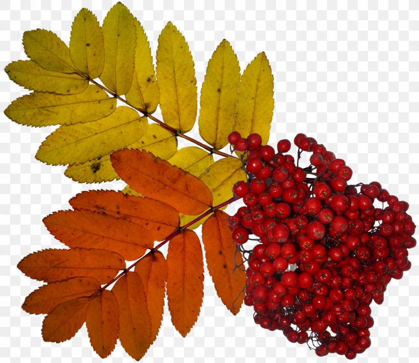 Sorbus Aucuparia Clip Art, PNG, 1259x1093px, Sorbus Aucuparia, Berry, Digital Image, Fruit, Image Viewer Download Free