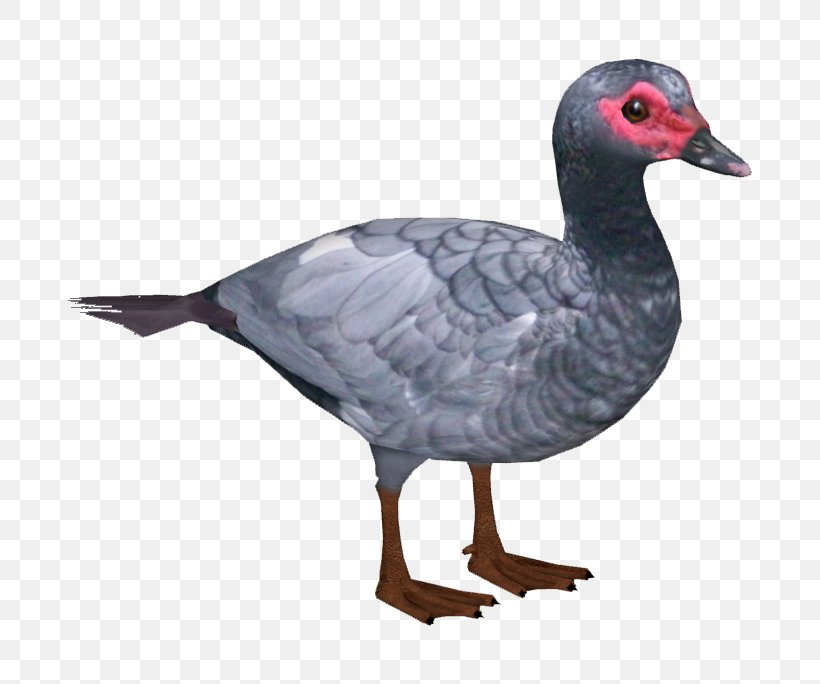 Goose Duck Water Bird Anatidae, PNG, 684x684px, Goose, Anatidae, Animal, Beak, Bird Download Free