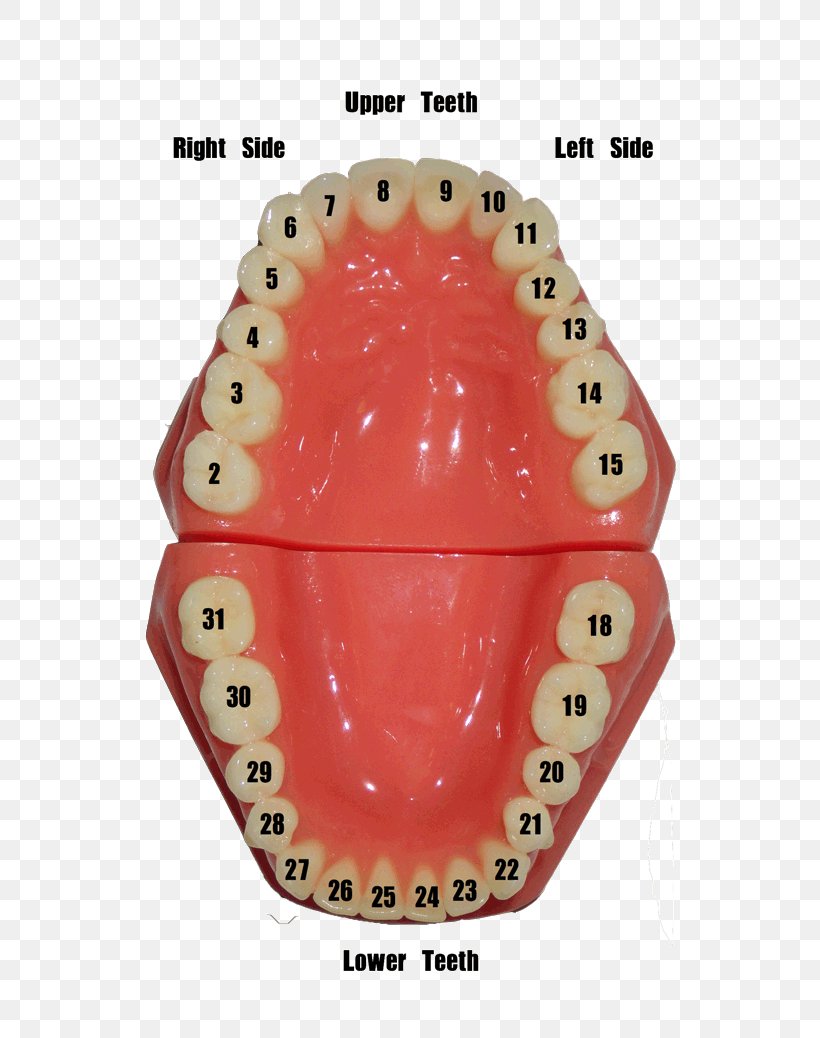 Tooth 23 Chart