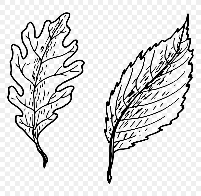 Petiole Leaf Drawing Clip Art, PNG, 800x800px, Petiole, Aphid, Area, Artwork, Autumn Leaf Color Download Free