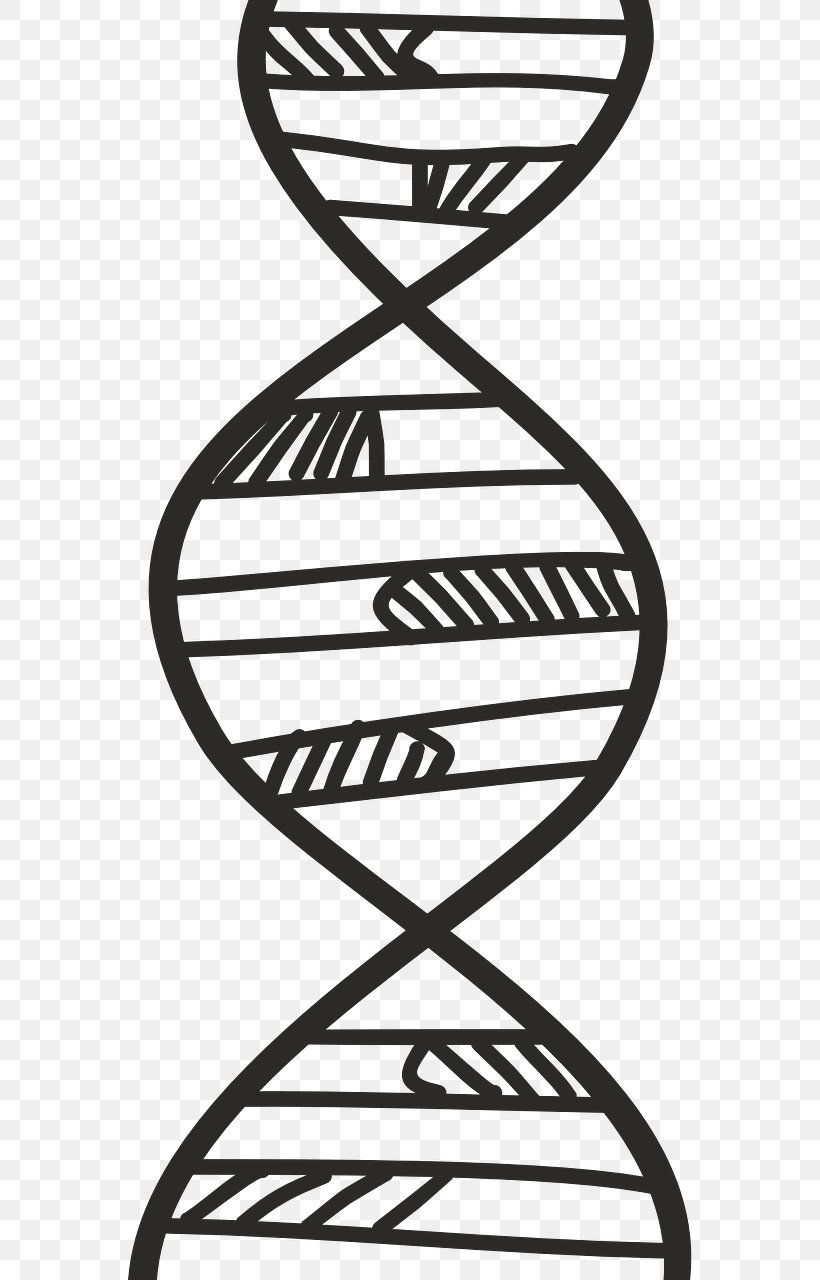 DNA Genetics Biology Science Biochemistry, PNG, 640x1280px, Dna, Area, Biochemistry, Biology, Black And White Download Free