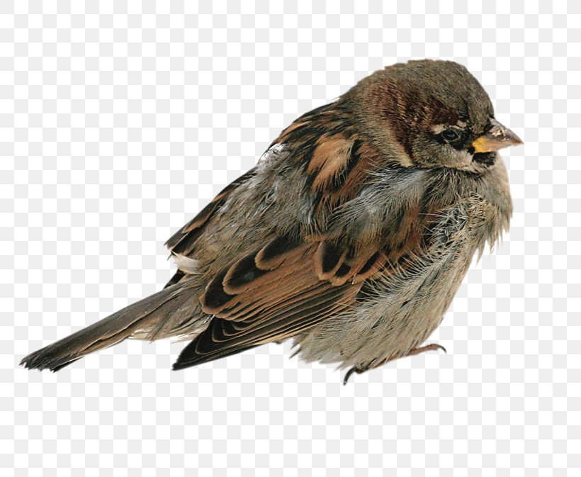 House Sparrow Bird, PNG, 800x673px, House Sparrow, American Sparrows, Beak, Bird, Digital Image Download Free