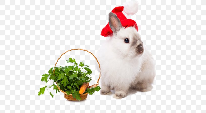 Rabbit Easter Bunny Leporids Christmas New Year, PNG, 600x450px, Rabbit, Christmas, Christmas Card, Christmas Decoration, Christmas Dinner Download Free