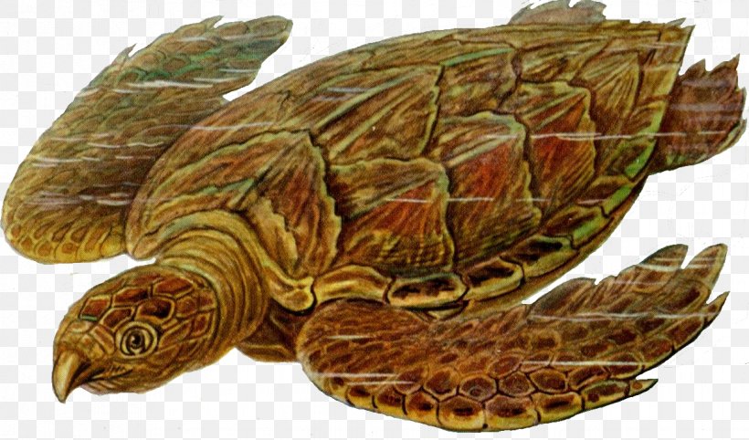 Sea Turtle Prehistory Carbonemys Clip Art, PNG, 1221x718px, Turtle, Animal, Box Turtle, Carbonemys, Emydidae Download Free