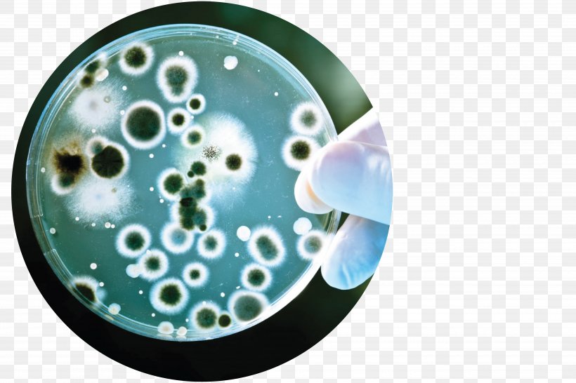 Antimicrobial Resistance Bacteria Biology MRSA Super Bug Assure Diagnostic Center, PNG, 5000x3333px, Antimicrobial Resistance, Antibiotics, Bachelor Of Science, Bacteria, Biology Download Free