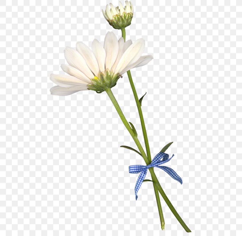 Common Daisy Chrysanthemum Flower Asteroideae Painting, PNG, 494x800px, Common Daisy, Asteroideae, Chamomile, Chrysanthemum, Common Sunflower Download Free