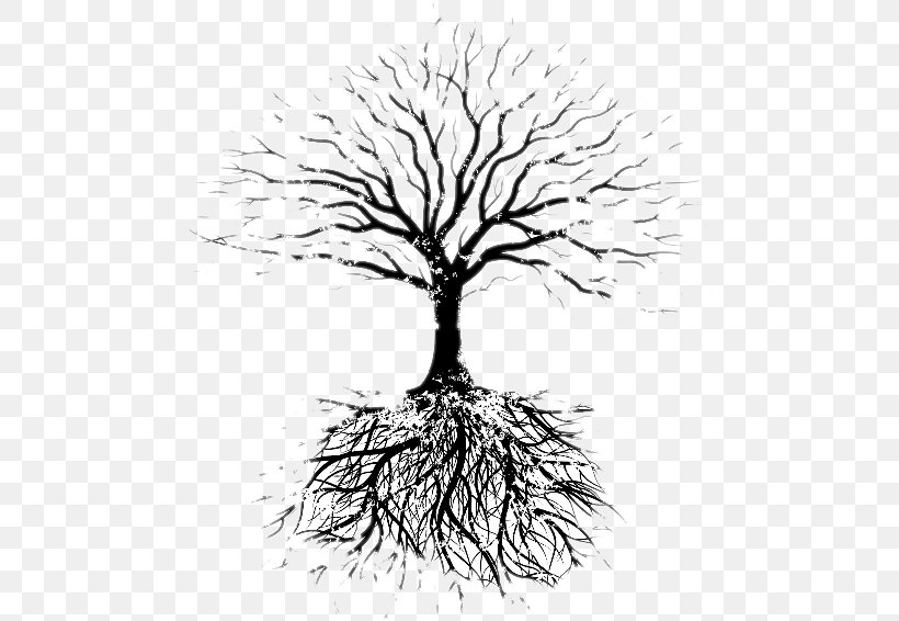 Fruit Tree Root Drawing Faribault Evangelical Free Church, PNG, 480x566px, Tree, Artwork, Black And White, Branch, Drawing Download Free