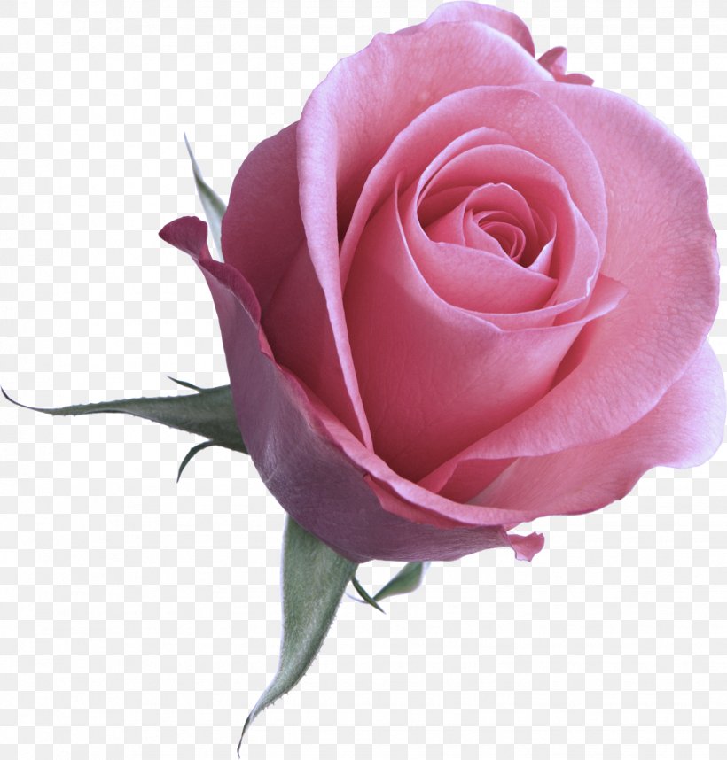 Garden Roses, PNG, 1529x1600px, Flower, Cut Flowers, Floribunda, Garden Roses, Hybrid Tea Rose Download Free