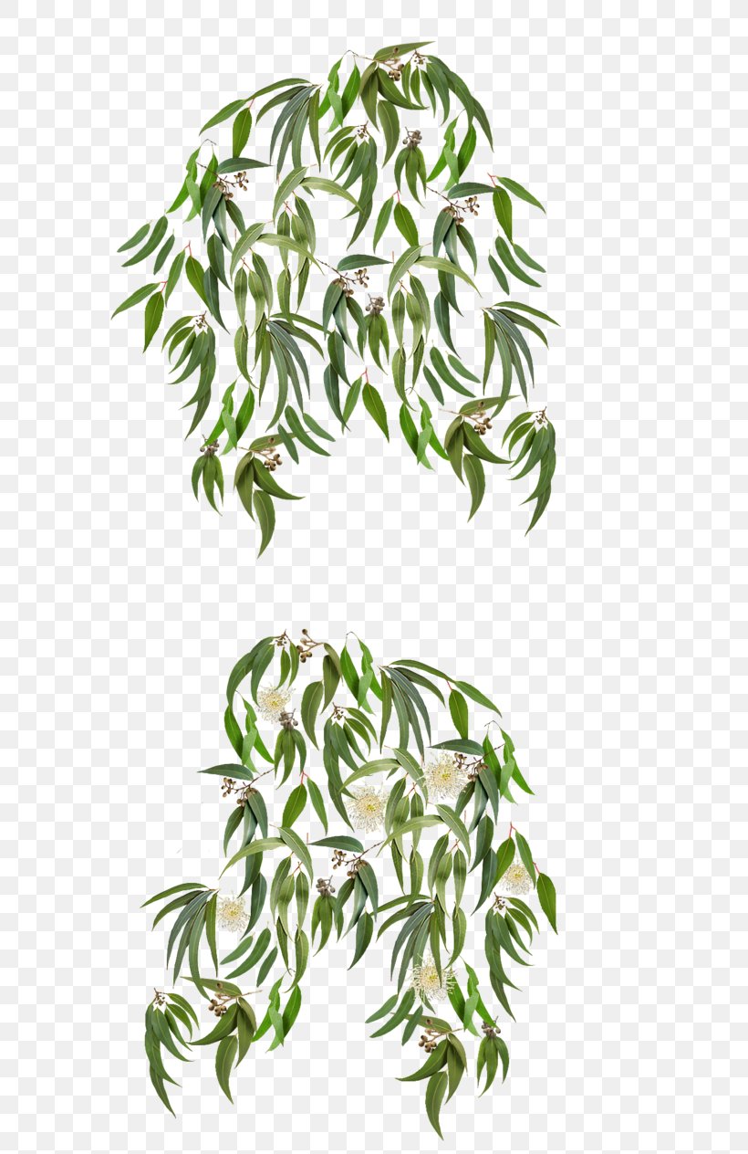 Eucalyptus Crebra Eucalyptus Polyanthemos Leaf Plant, PNG, 632x1264px, Eucalyptus Crebra, Branch, Eucalyptus Oil, Eucalyptus Polyanthemos, Flower Download Free