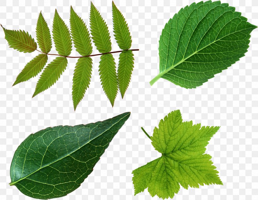 Leaf Green Look At Leaves Clip Art, PNG, 3331x2587px, Look At Leaves, Display Resolution, Elm Family, Green, Herbalism Download Free