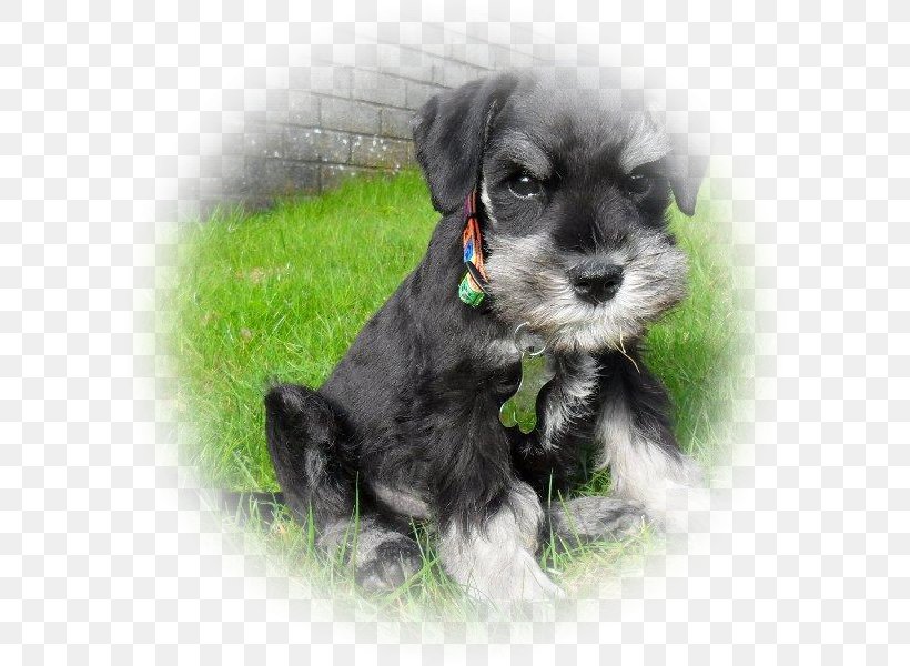 Miniature Schnauzer Standard Schnauzer Dandie Dinmont Terrier Schnoodle Morkie, PNG, 600x600px, Miniature Schnauzer, American Kennel Club, Breed, Carnivoran, Companion Dog Download Free
