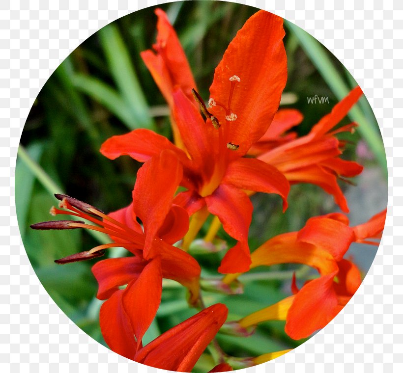 Montbretia Canna Amaryllis Coppertips, PNG, 760x760px, Canna, Amaryllis, Canna Family, Canna Lily, Coppertips Download Free