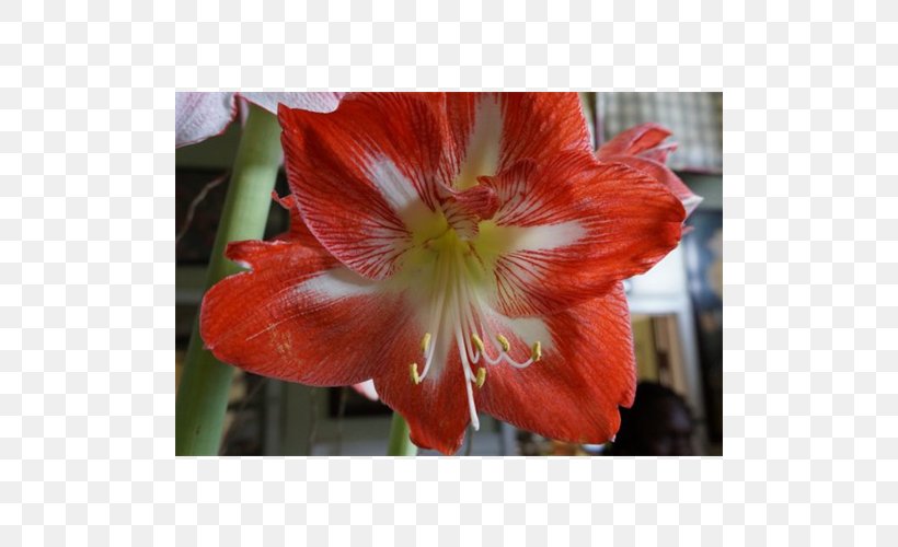 Hippeastrum Amaryllis Belladonna Lily Of The Incas Daylily, PNG, 500x500px, Hippeastrum, Alstroemeriaceae, Amaryllis, Amaryllis Belladonna, Amaryllis Family Download Free