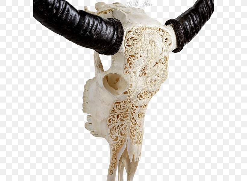 Horn Skull Bone Antler Cattle, PNG, 600x600px, Horn, Antique, Antler, Barbed Wire, Bone Download Free