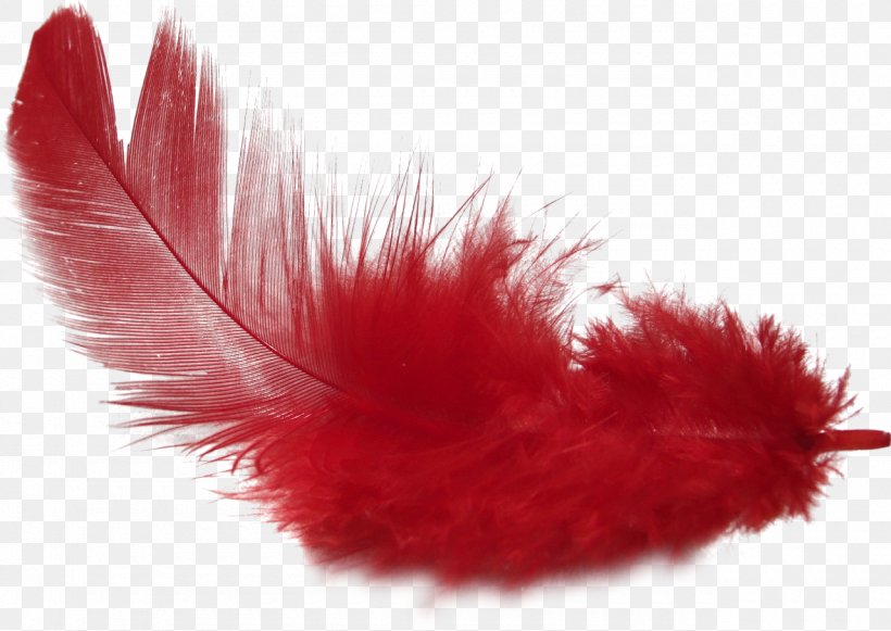 Picsart Background, PNG, 1280x908px, Feather, Animal Product, Bird, Costume Accessory, Drawing Download Free