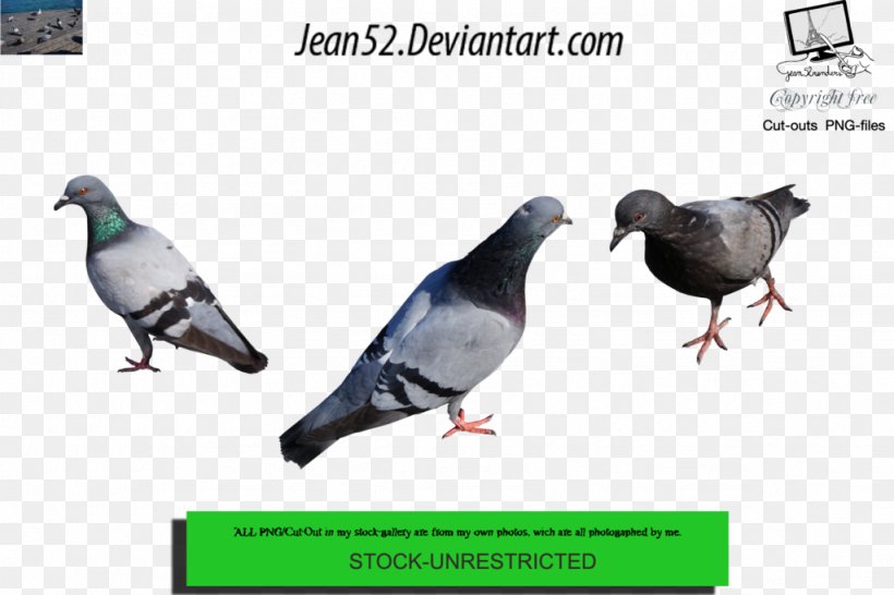 Stock Dove Pigeons And Doves Image Login, PNG, 1024x682px, Stock Dove, Advertising, Beak, Bird, Facebook Download Free