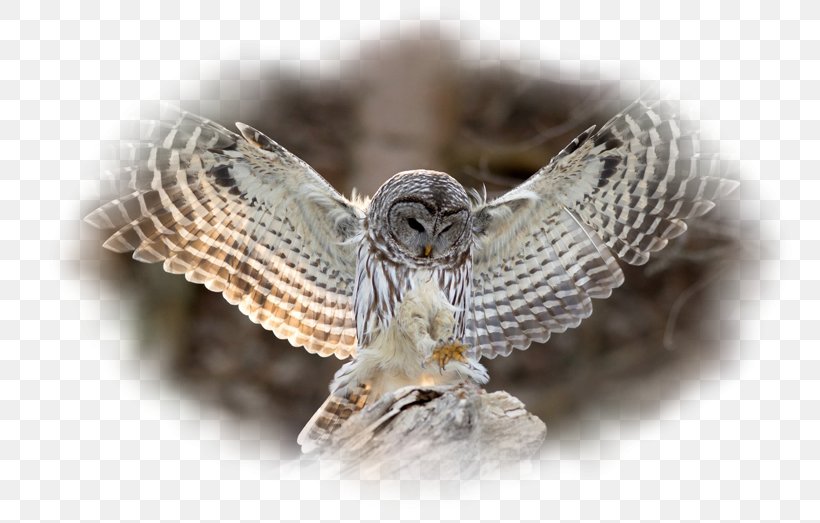 Tawny Owl Bird Feather Barred Owl, PNG, 800x523px, Owl, Aile, Animal, Barred Owl, Bird Download Free