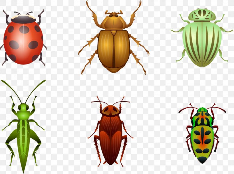 Beetle Sticker Euclidean Vector Ladybird, PNG, 1609x1197px, Beetle, Animal, Arthropod, Bee, Insect Download Free