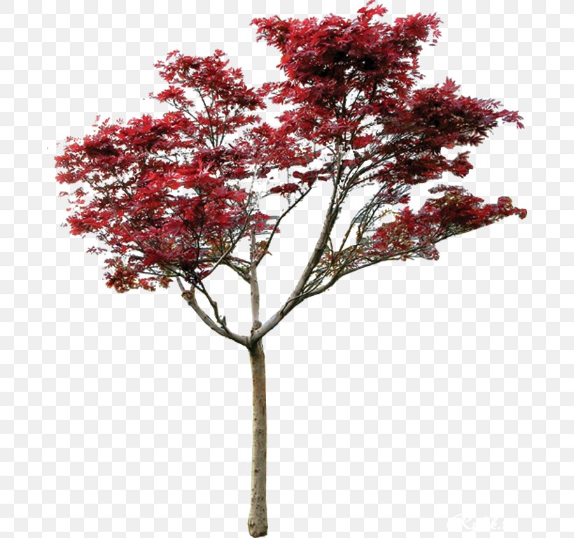 Maple Tree Macrophanerophytes Ganling Garden, PNG, 686x769px, Maple, Branch, Christmas Tree, Flowering Plant, Garden Download Free